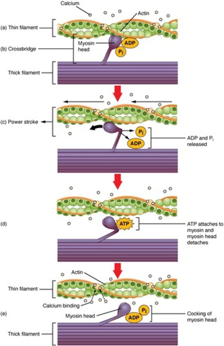 <p>AP moves by depolarization along sarcolemma down T-tubules to the interior of the cell where the membrane can then be in contact with sarcoplasmic reticulum (SR).</p>