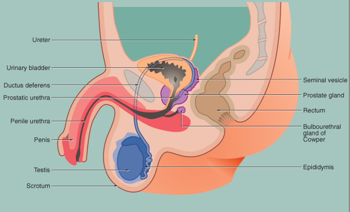 <p>In the <strong>scrotum</strong>, suspended like abdominal organs.</p>