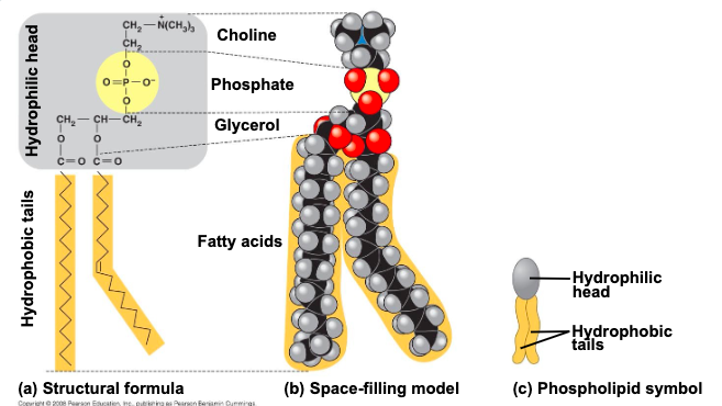 <p>the 2 fatty acid tails are hydrophobic, but the</p>