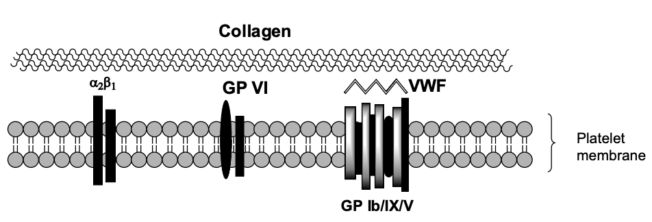 <ul><li><p>Unactivated platelet contacts exposed collagen</p></li><li><p>Mediated by:</p><ul><li><p><strong>Gp Ib/IX/V</strong> complex binding to <strong>von Willebrand factor (vWF)</strong></p></li><li><p>vWF tethers platelet to collagen</p></li><li><p>Additional receptors: <strong>Gp VI</strong> and <strong>Integrin α2β1 (Gp Ia/IIa)</strong></p></li></ul></li></ul><p></p>
