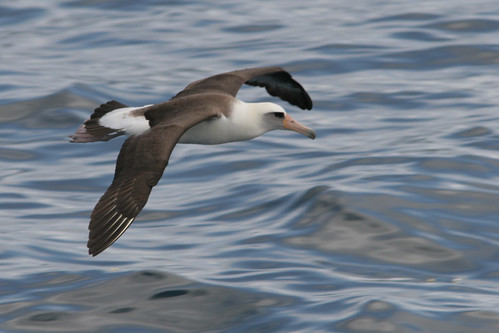 <p>Order: Procellariiformes Family: Albatrosses (Diomedeidae)</p>