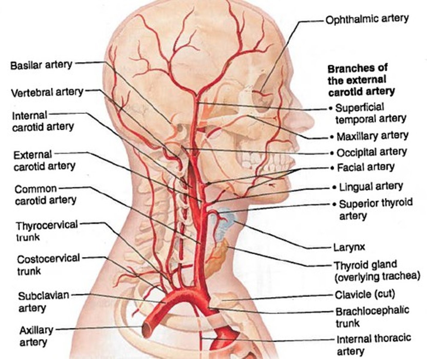 <p>supraoribtal arteries</p><p>infraorbital arteries</p><p>facial arteries (palpate pulse)</p><p>maxillary arteries</p><p>lingual arteries</p><p>superficial temporal arteries (palpate pulse)</p><p>occipital arteries</p>