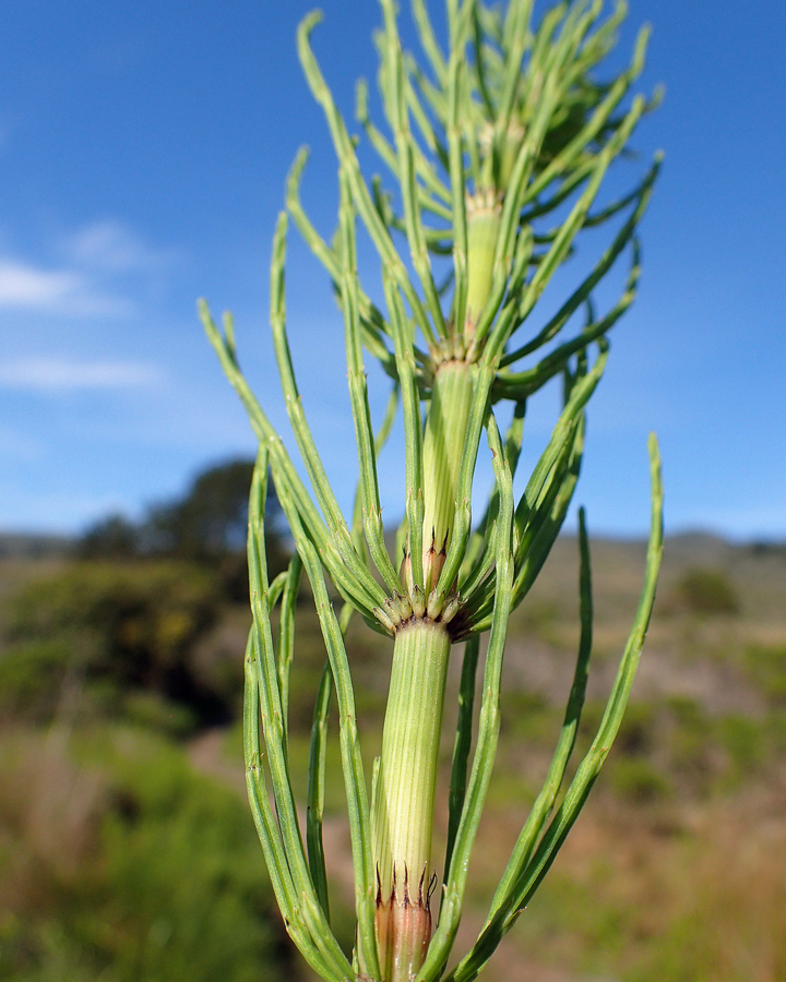 <p>Horsetails</p>