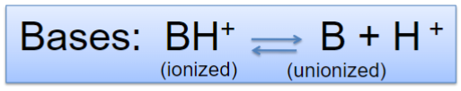 <ul><li><p>proton acceptors (ionize after gaining H+)</p></li><li><p>at high pH, reaction is driven right to give more H+, more drug is deprotonated and therefore unionized (more lipid soluble)</p></li><li><p>at low pH, reaction is driven left, more drug is protonated and therefore ionized (less lipid soluble)</p></li></ul>