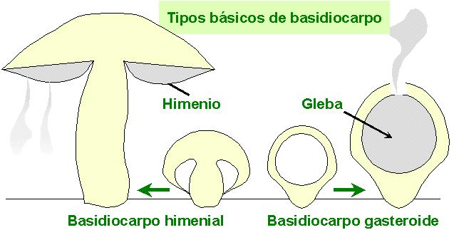 <p>Cuerpo fructífero sobre el que se forman los basidios en los hongos basidiomicetos.</p>