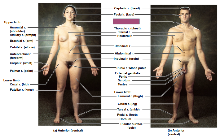 <p>Based on this anterior view, what is this region?</p>