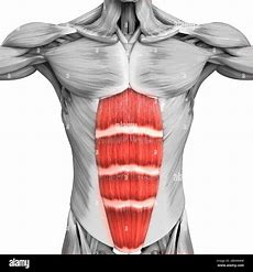 <p>which muscle is dis</p>