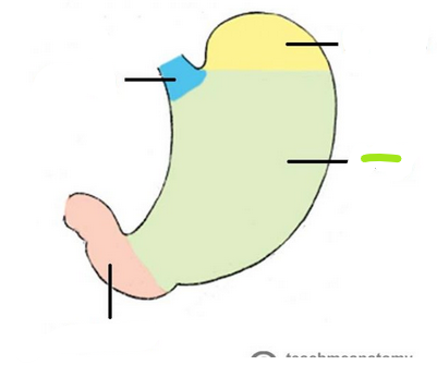 knowt flashcard image