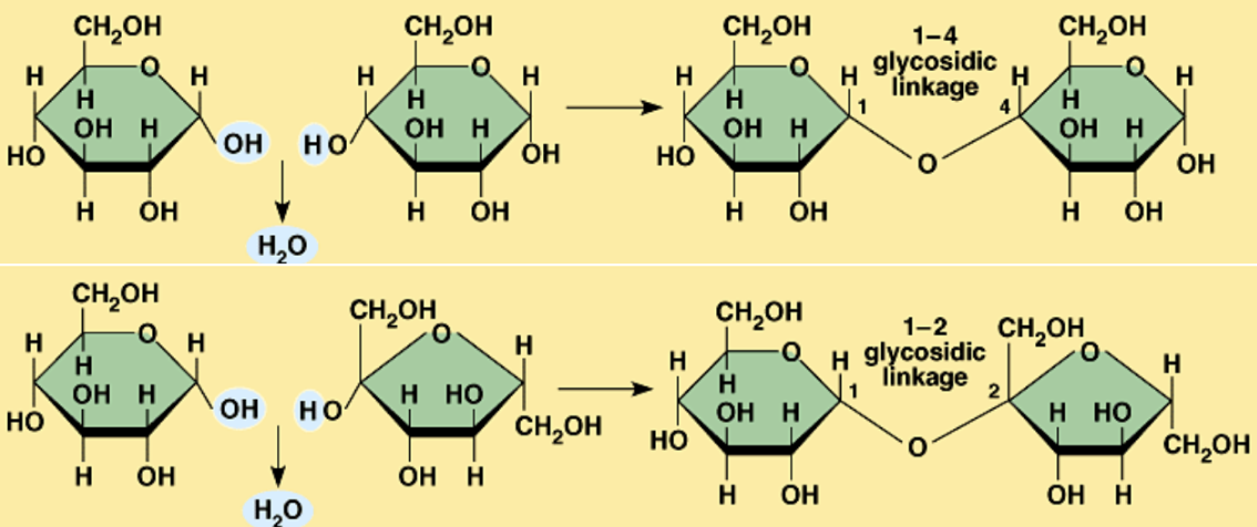 <ul><li><p>2-3 monosaccharides</p><ul><li><p>2 monosaccharides can be disaccharides</p></li></ul></li><li><p>Attached by Glycosidic linkages</p></li></ul>