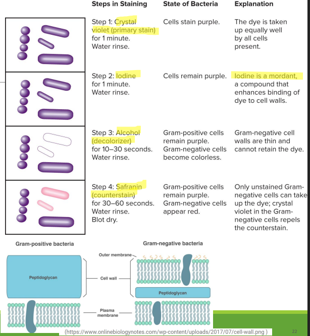 <p>Gram staining</p>
