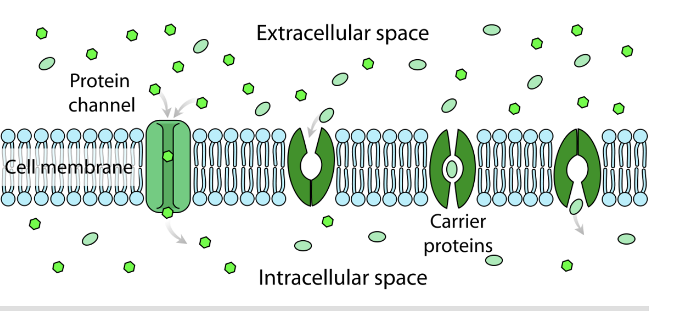 <ul><li><p>a selective barrier that controls the movement of molecules between the inside and the outside of the cell (partially impermeable - semipermeable)</p><ul><li><p><span><span>hydrophobic interior of the lipid bilayer prevents ions and charged polar molecules from moving across it (B)</span></span></p></li></ul></li><li><p><span style="background-color: inherit; line-height: 19.55px; color: windowtext;"><span>boundaries that define space of cell</span></span><span style="line-height: 19.55px; color: windowtext;"><span>&nbsp;</span></span></p><ul><li><p class="Paragraph SCXO154087625 BCX0" style="text-align: left;"><span style="background-color: inherit; line-height: 19.55px; color: windowtext;"><span>Water can move in and out freely</span></span><span style="line-height: 19.55px; color: windowtext;"><span>&nbsp;</span></span></p></li><li><p class="Paragraph SCXO57050636 BCX0" style="text-align: left;"><span style="background-color: inherit; line-height: 19.55px; color: windowtext;"><span>Others under control through propane channels</span></span><span style="line-height: 19.55px; color: windowtext;"><span>&nbsp; (ex: ions, water, nutrients)</span></span></p></li><li><p class="Paragraph SCXO57050636 BCX0" style="text-align: left;"><span style="background-color: inherit; line-height: 19.55px; color: windowtext;"><span>Some items not allowed to move into cel b/c of dmg</span></span><span style="line-height: 19.55px; color: windowtext;"><span>&nbsp;</span></span></p></li></ul></li></ul><p></p>