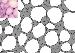 <p><span>Angular collenchyma is </span><strong><mark data-color="unset" style="background-color: unset; color: inherit;">a type of plant tissue characterized by thickened cell walls at the corners or angles where cells meet, providing mechanical support to the plant</mark></strong></p>