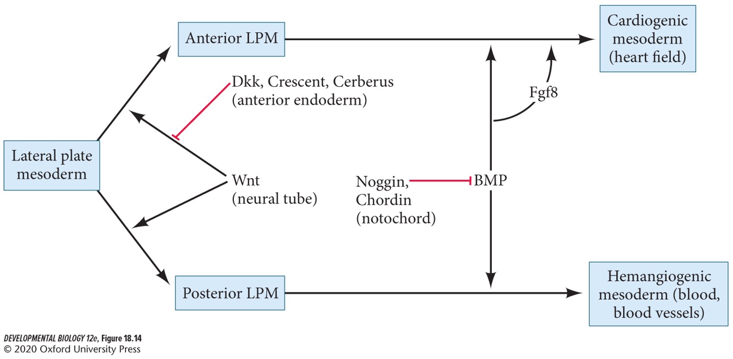 Blood and vessel formation.