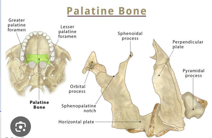 <p>orbital plate of palatine bones </p>