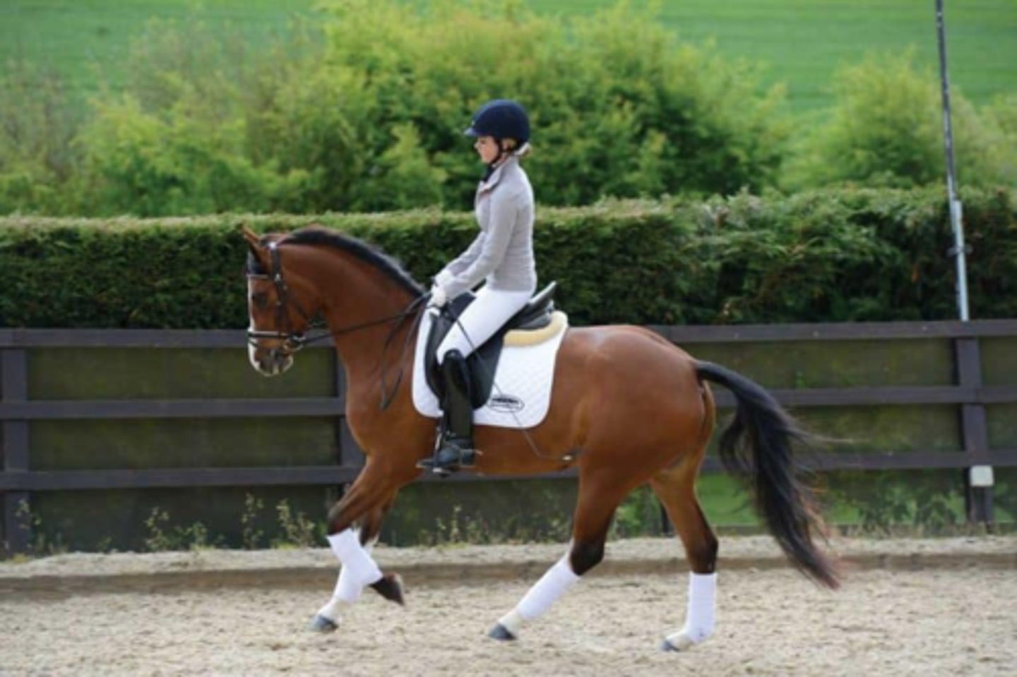 <p>- Natural Gait</p><p>- 3-beat gait where 2 hooves move simultaneously, while the other 2 move independently</p><p>- Performed in English tack</p><p>- Can manipulate lead food/hoof</p>