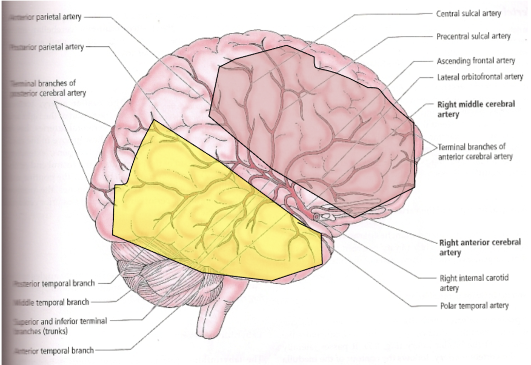 <ul><li><p>Cover most of the lateral surface of the brain</p><ul><li><p>Superior branches (pink) cover frontal and parietal lobes</p></li><li><p>Inferior (yellow) cover temporal and occipital lobes</p></li></ul></li></ul><p></p>