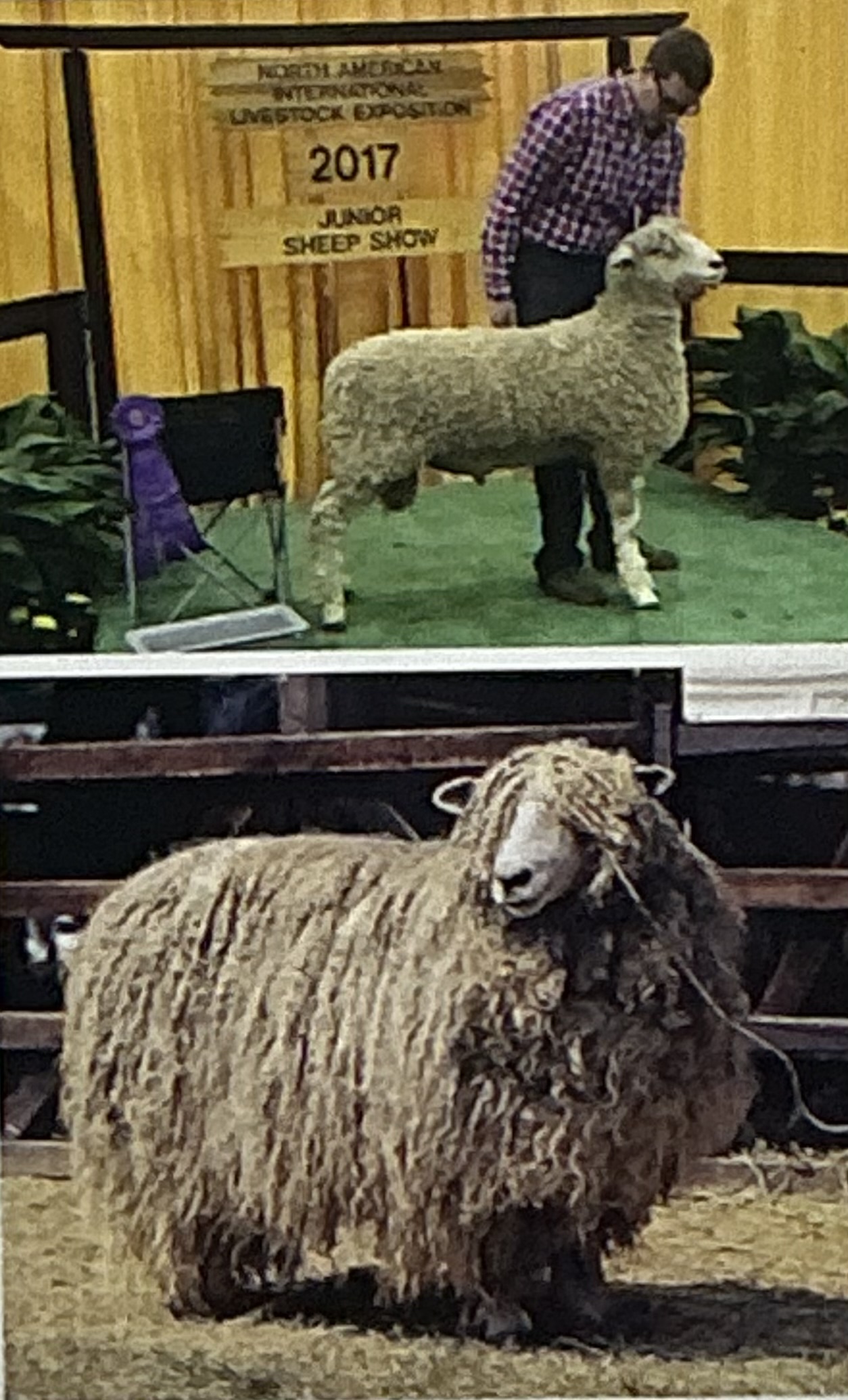 <p>Large deep bodied, polled, course, dual purpose </p>