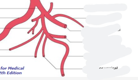 <p>a. iliaca interna šakos</p>