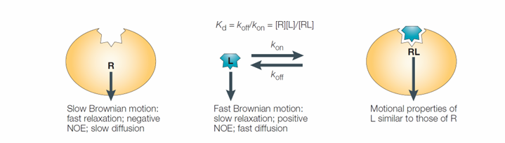 <p>When bound - ligand will no longer be free in solution and will take on characteristics of protein R. </p>