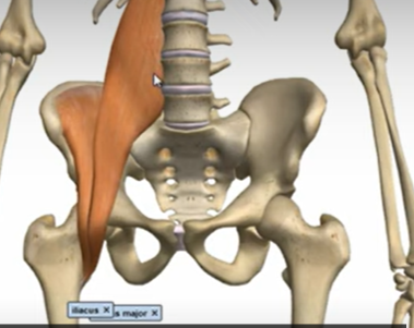 <p>psoas majour </p>
