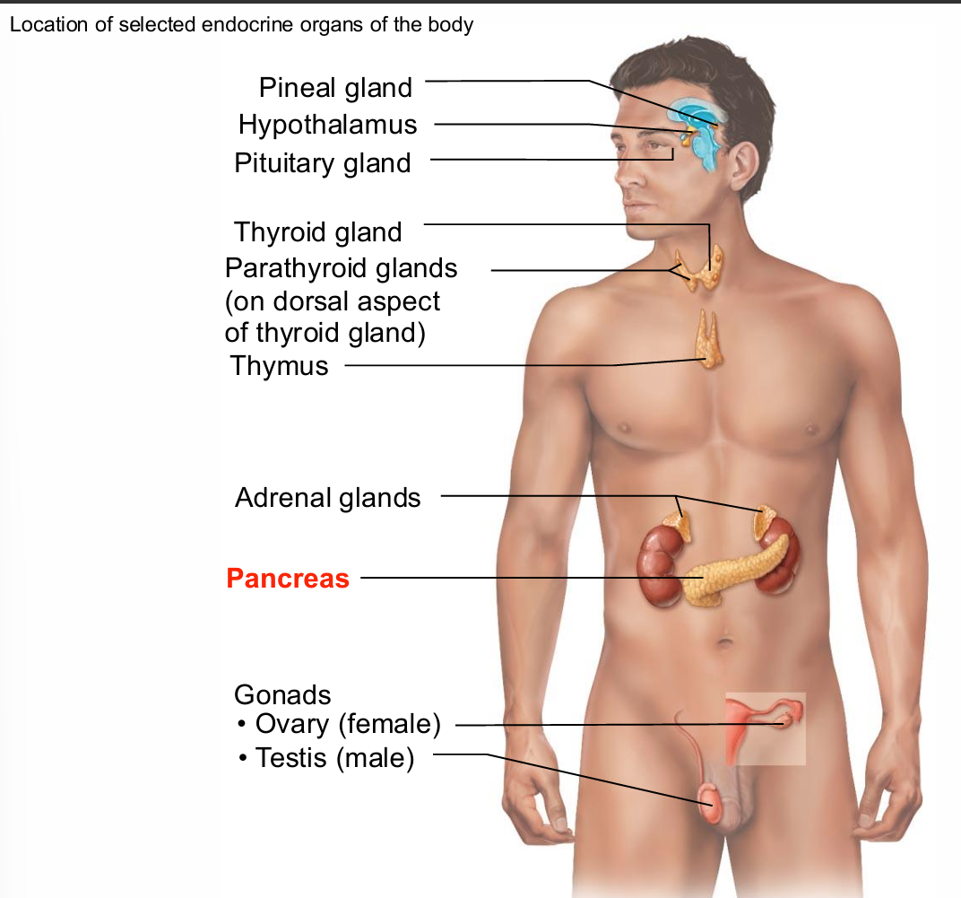 <ul><li><p>Triangular gland partially behind stomach</p></li><li><p>Has both exocrine and endocrine cells</p></li></ul><p></p>