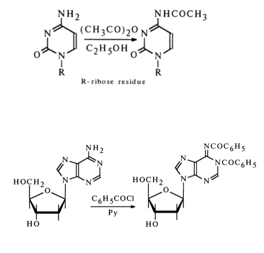 <ul><li><p>Labai priklauso nuo sąlygų;</p></li><li><p>Švelnios sąlygos - tik NH2-</p></li><li><p>Intensyvios (acilinimo reagento perteklius, aukšta temp.) acilinimas apima ne tik heterociklinį aminą, bet ir azotą. </p></li><li><p>Esant dideliam anhidrido pertekliui, acilinasi ir ribozės hidroksigrupės</p></li></ul><p></p>