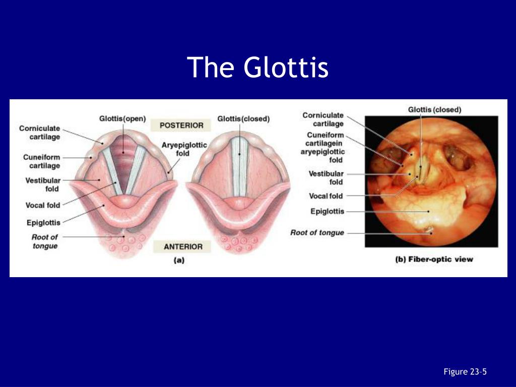 <p>vocal cords</p>