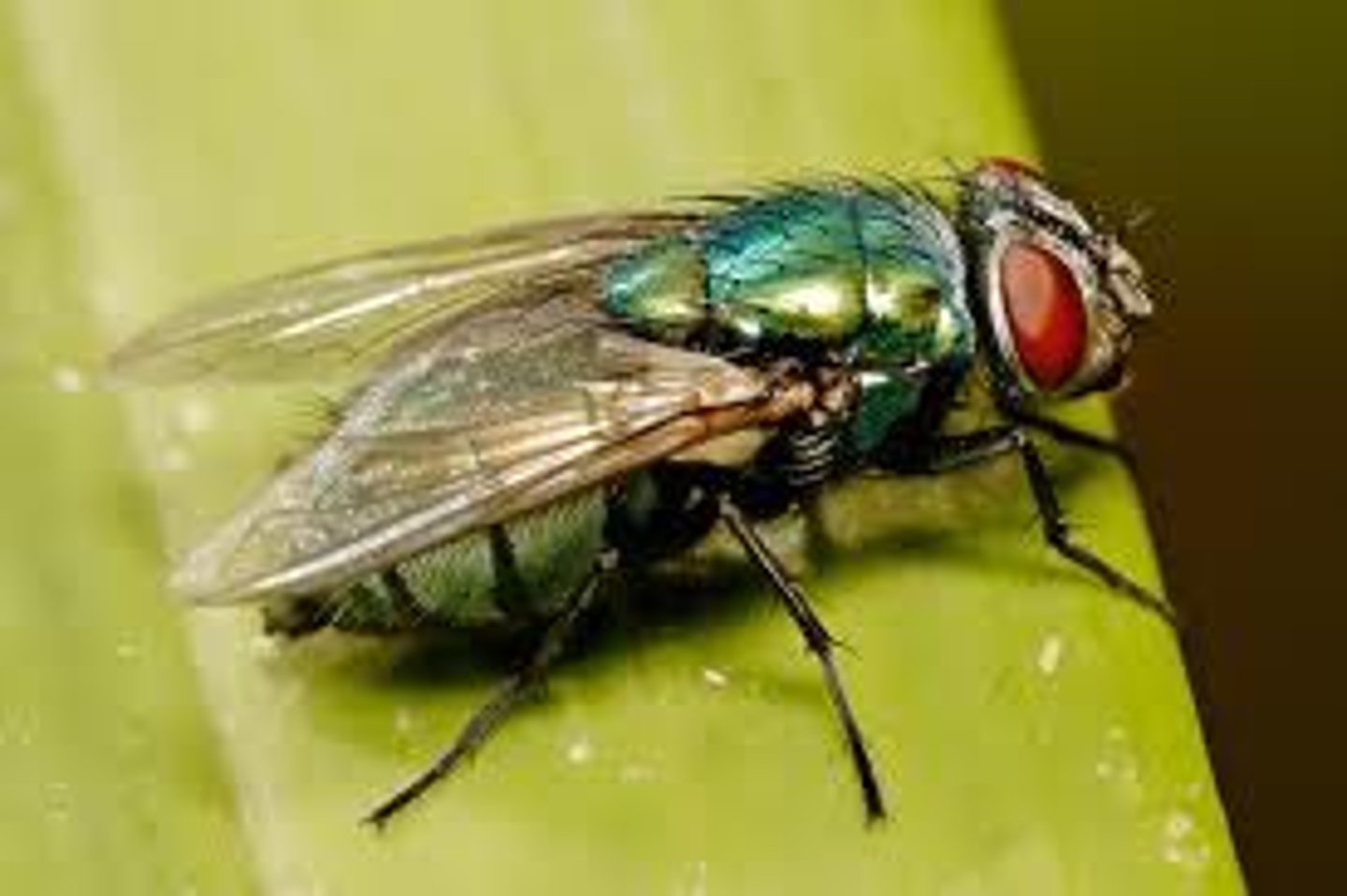 <p>-metallic blue or green</p><p>-lay eggs in wounds in animals</p><p>-maggot therapy and CSI</p>