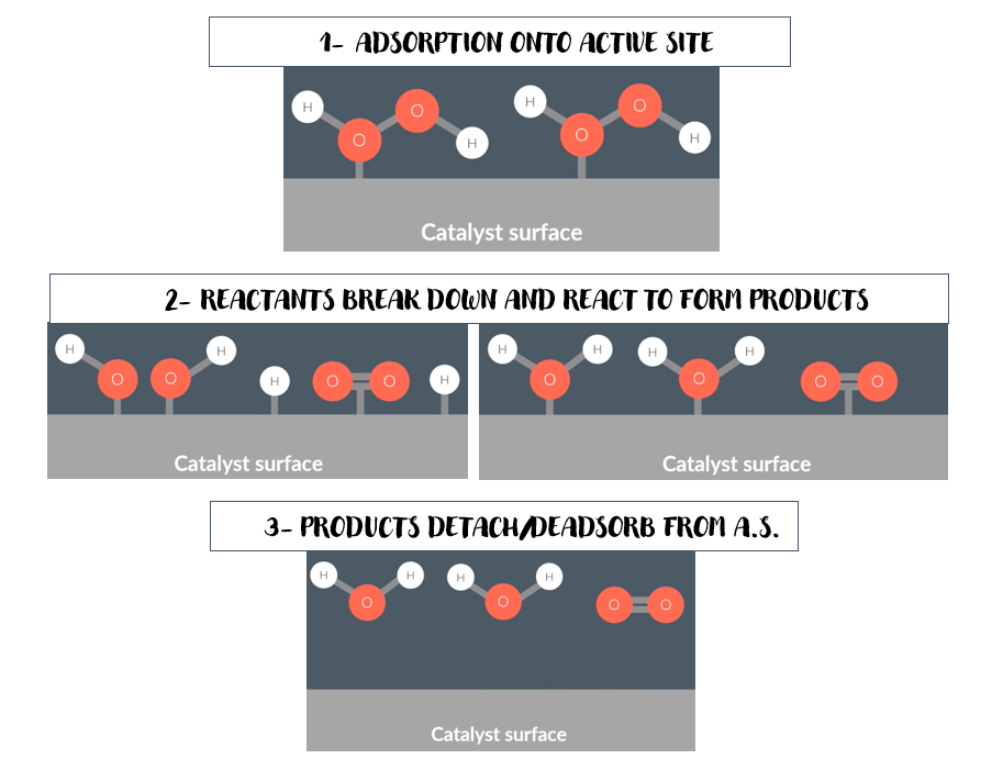 <ul><li><p>the reactant forms weak bonds with atoms on catalyst surface (ADSORPTION ONTO ACTIVE SITE)</p></li><li><p>the reactant breaks down/react on the surface of the catalyst</p></li><li><p>products form on the active site</p></li><li><p>the products desorp/dettach from the surface</p></li></ul><p></p>