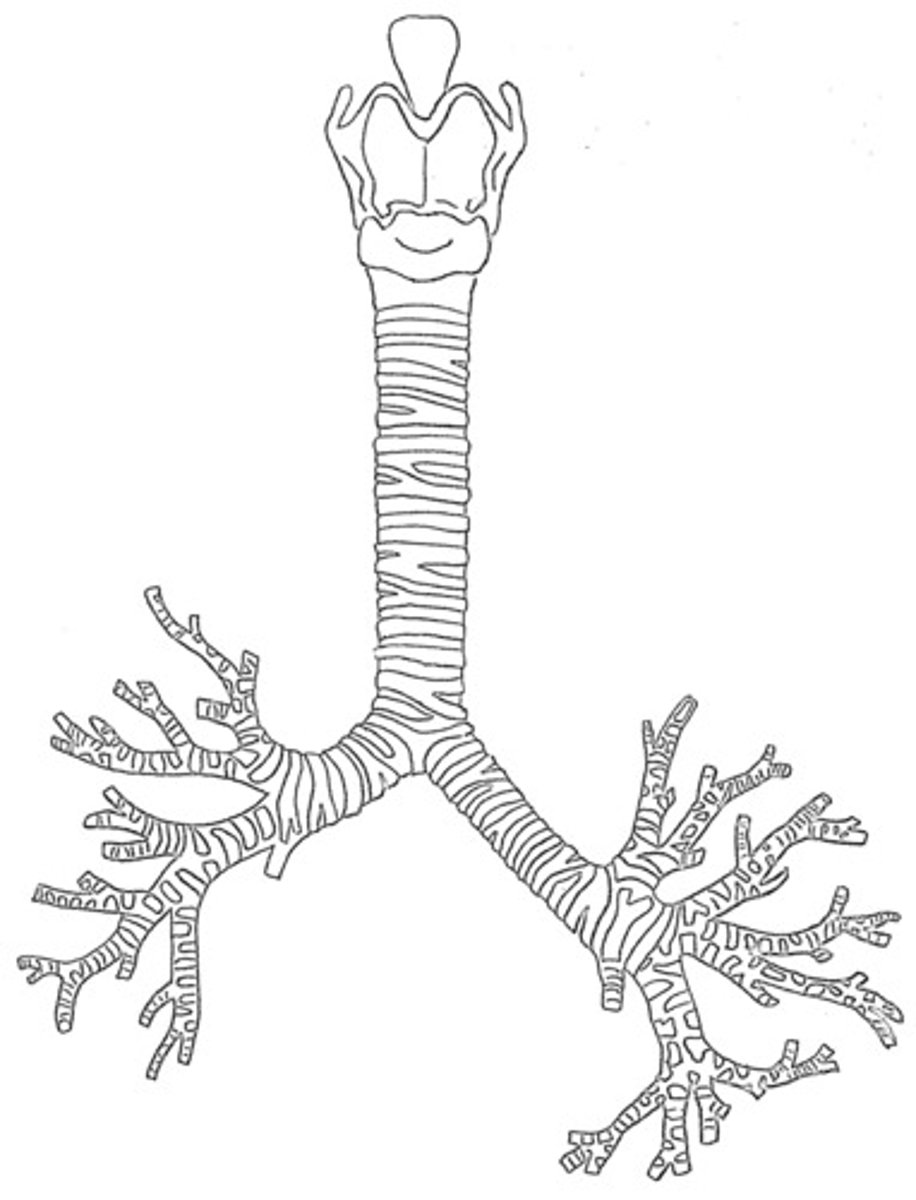 <p>tube composed of cartilaginous rings and supporting tissue that connects the lung bronchi and the larynx; provides a route for air to enter and exit the lung</p>