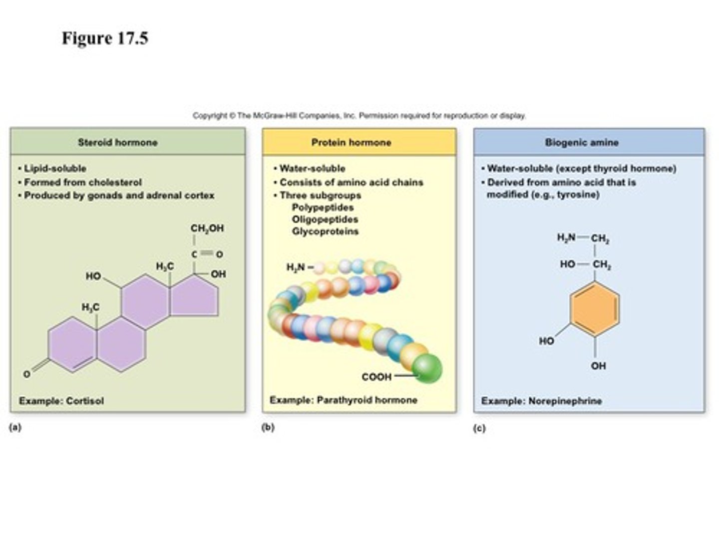 <p>1. steroid</p><p>2. tyrosine derivatives</p><p>3. peptides and proteins</p><p>- glycoproteins</p>