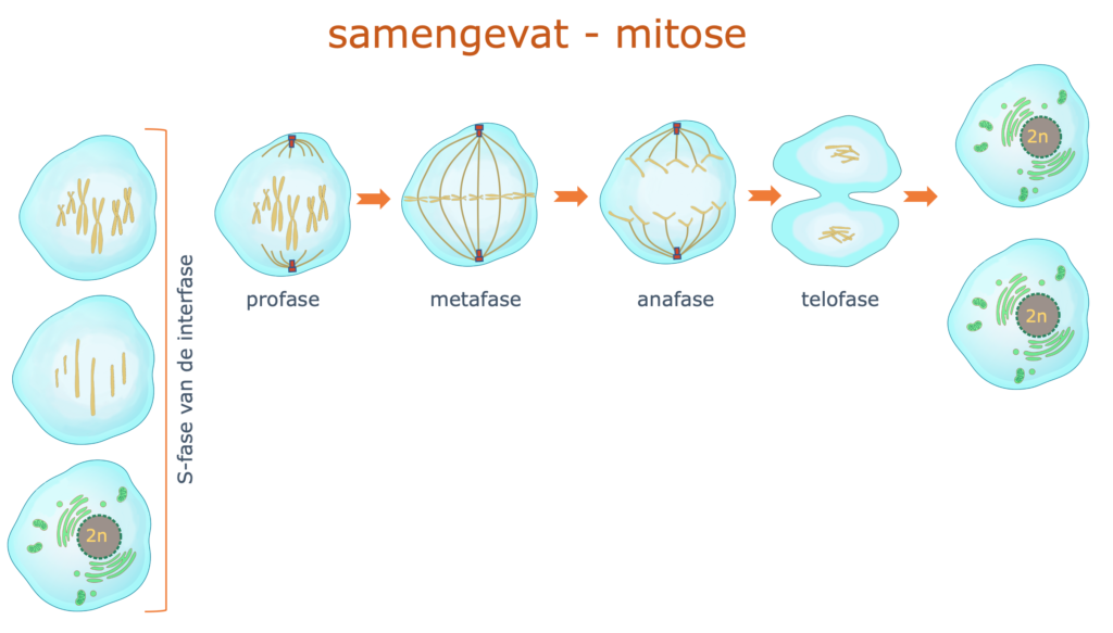 <p>Interfase en celdeling.</p>