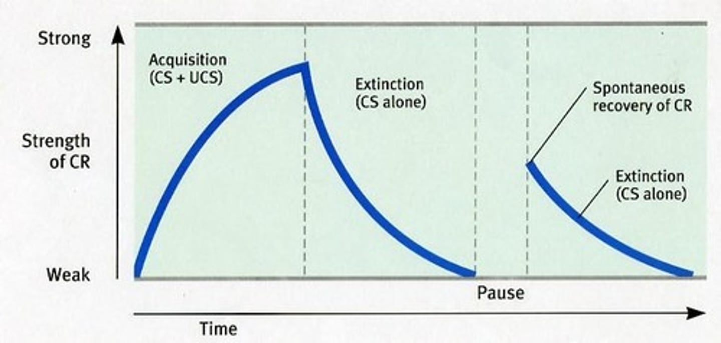 <p>when a learned behavior recovers from extinction after a rest period</p>