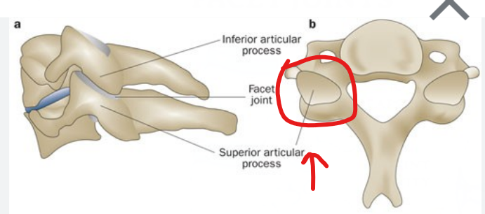 <p>Surfaces that form joints: Facet</p>