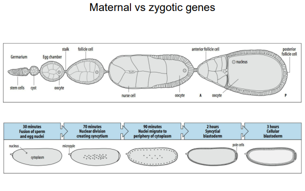 <p><strong><u>Maternal-effect genes</u></strong> are <strong><u>transcribed in the mother's ovarian nurse cells</u></strong>, and their mRNA or protein products are deposited into the developing oocyte. Mutations in these genes in the mother lead to defects in the embryo, <strong><u>regardless of the embryo's own genotype</u></strong>. They <strong><u>establish the initial polarity of the egg</u></strong>. </p><p><strong><u>Zygotic genes</u></strong> are transcribed from the embryo's own genome after fertilization. Their expression is <strong><u>often regulated by maternal gene products</u></strong> and earlier-acting zygotic genes. Mutations in zygotic genes <strong><u>affect the embryo's development based on its own genotype</u></strong>.</p>