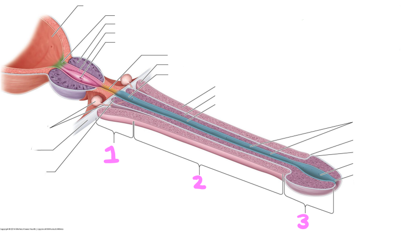 <p>identify structures 1-3</p>