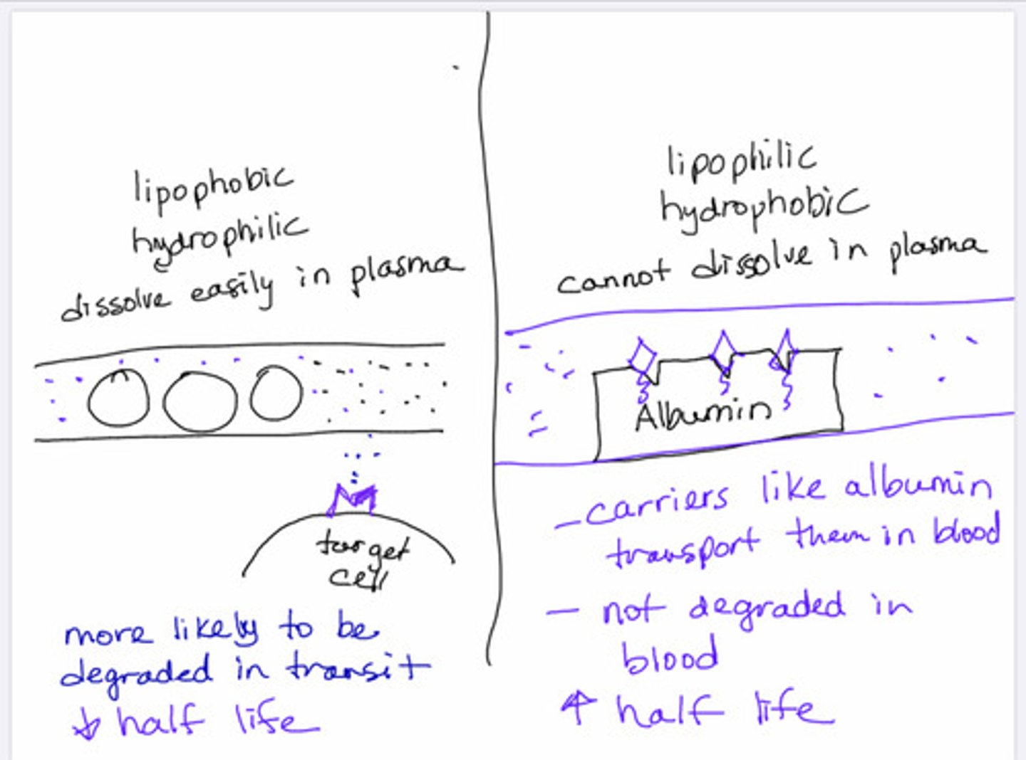 <p>-Are paracrines that are secreted by many different cell types.</p><p>-Are synthesized on demand(when they are needed) and then are immediately released(because they are needed at that very time).</p><p>-THEY CANNOT BE STORED INSIDE OF THE CELL.</p><p>-They are lipophilic(love fat and hate water).</p><p>-Examples of Eicosanoids are: Prostaglandins.</p>