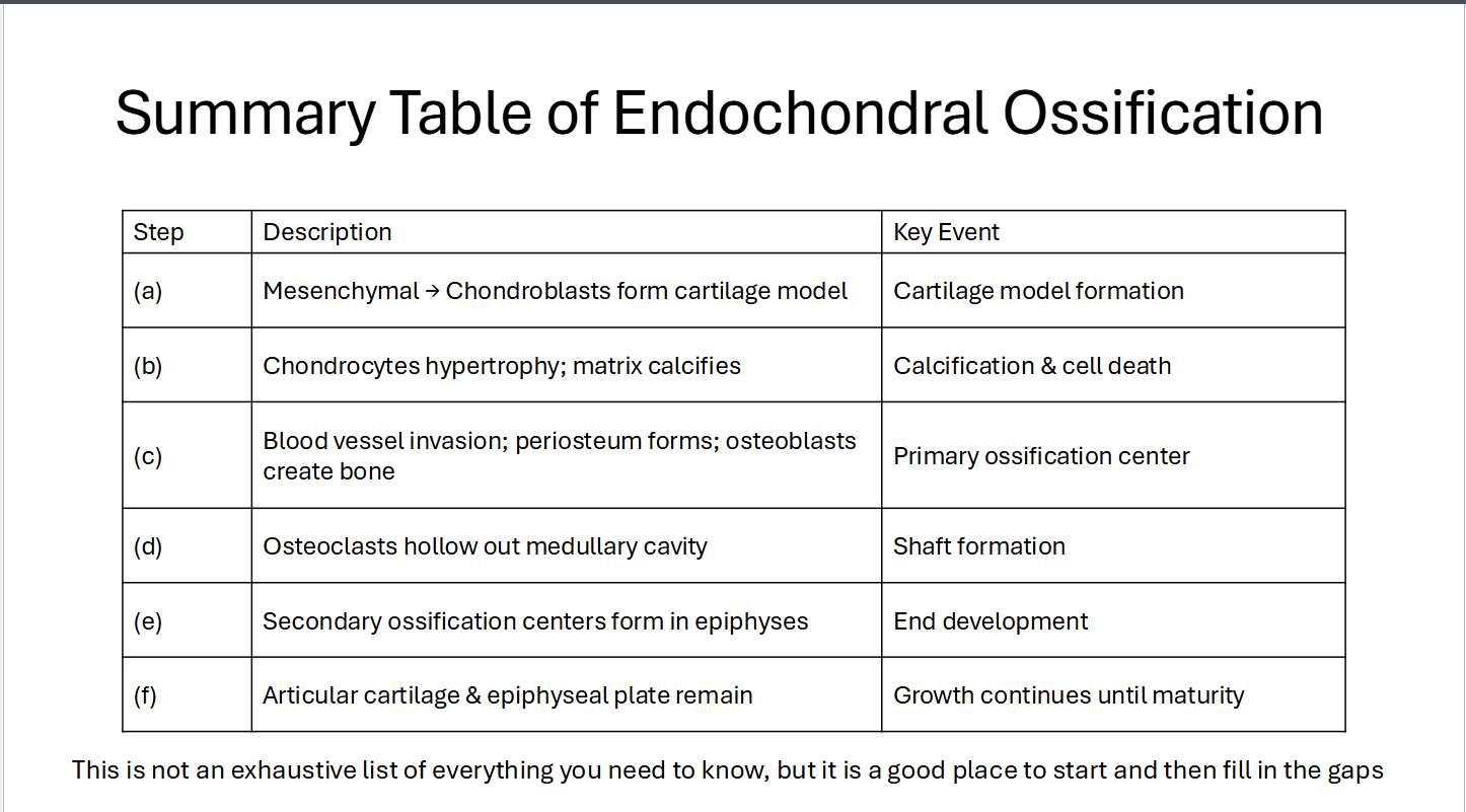 <p>Indentify the following as Endochondral or Intramembranous</p>