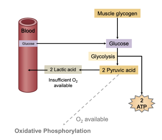 <ul><li><p><strong>multistep reaction</strong></p></li><li><p><strong>anaerobic</strong></p></li><li><p><strong>converts 1 glucose to 2 ATP</strong></p></li></ul><p>anaerobic:</p><ul><li><p>can produce ATP from glucose in the absence of O2 - kicks in during high intensity exercise</p></li><li><p>in the presence of large amounts of glucose, can produce large quantities of ATP</p></li><li><p>glucose can come from the blood or from breakdown of muscle glycogen</p></li><li><p>powers relatively short periods of muscle activity</p></li></ul><p></p>