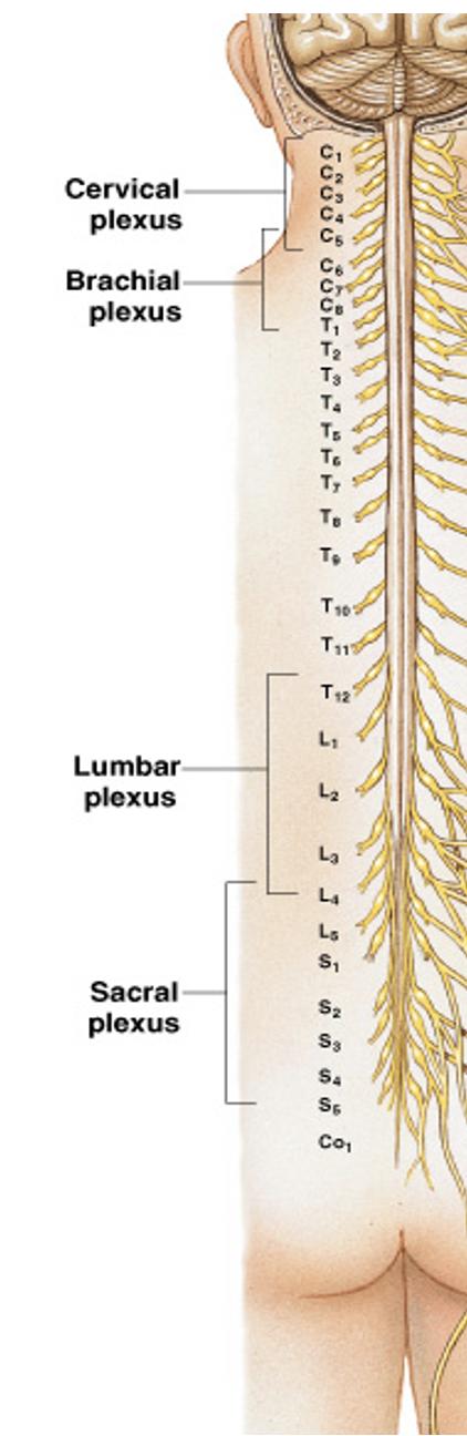 <ul><li><p>Cervical Plexus</p></li><li><p>Brachial Plexus </p></li><li><p>Lumbar Plexus </p></li><li><p>Sacral Plexus </p></li></ul><p></p>