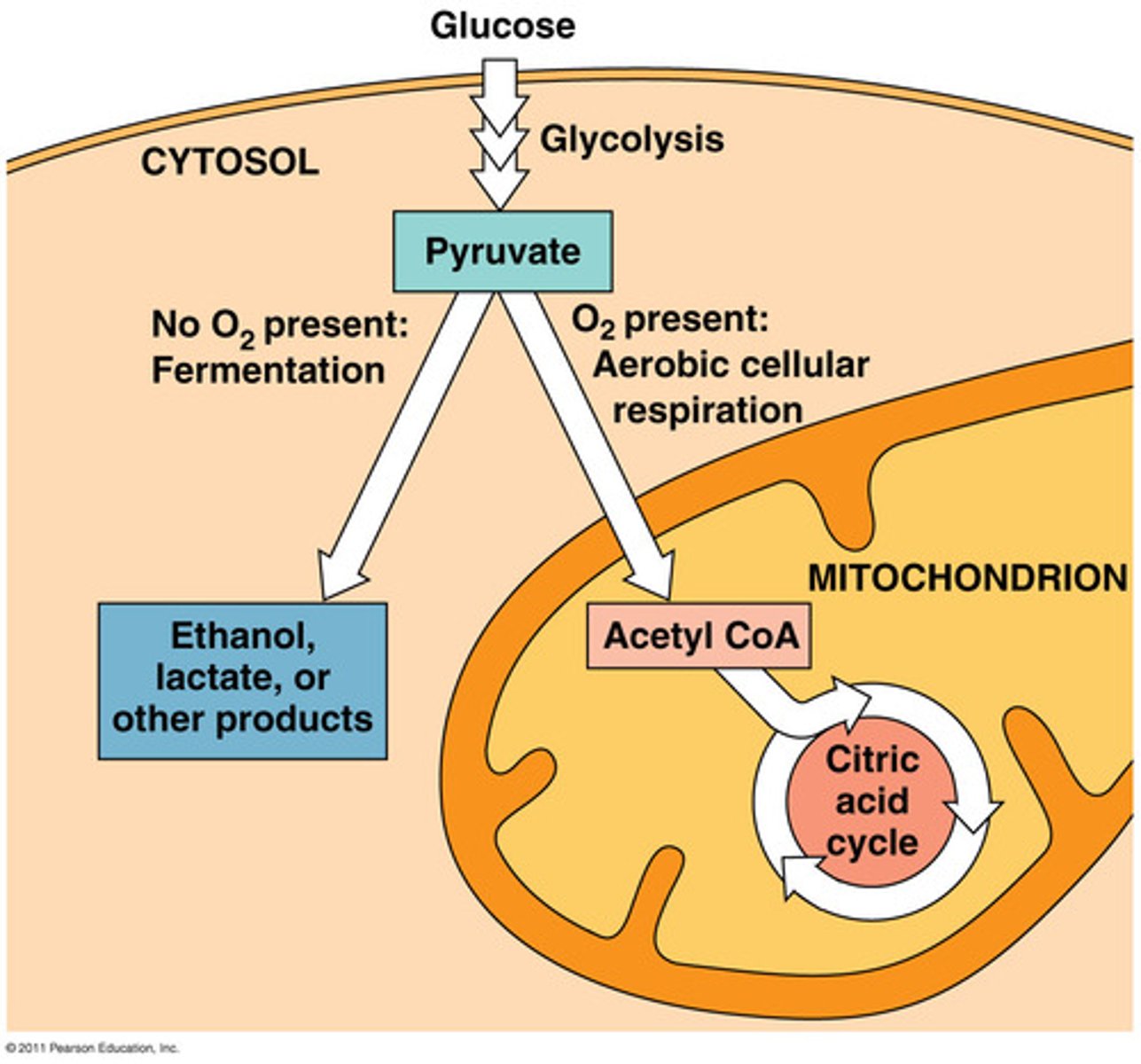 <p>a partial degradation of sugars that occurs without O2</p><p>Fermentation and anaerobic respiration enable cells to produce ATP without using oxygen</p><p>-> In the absence of O2 , glycolysis couples with fermentation or anaerobic respiration to produceATP</p><p>Fermentation uses substrate-level phosphorylationinstead of an electron transport chain to generate ATP</p><p>• Fermentation consists of glycolysis plus reactions that regenerate NAD+ , the oxidizing agent of glycolysis• Two common types are alcohol fermentationand lactic acid fermentation</p>