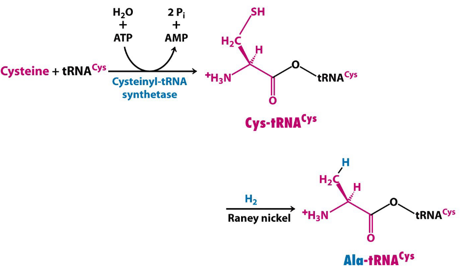 <p>alter amino acid AFTER charging tRNA - no further proofreading</p>