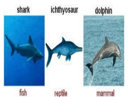 <p>the <u><strong>evolution of similar traits</strong></u> in <em>distantly related species.</em></p><p>For example, sharks and dolphins have both evolved <em>very similar streamline bodies</em> well suited for their behaviour, but they are <u>very distantly related species.</u></p>