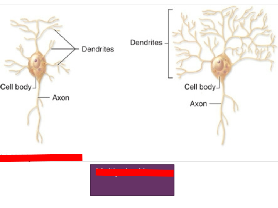<p>one axon and several dendrites (motor)</p>