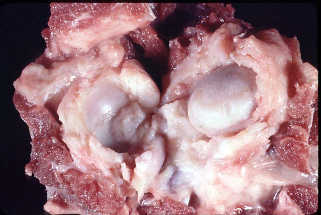 <p><span style="background-color: transparent;">What pathological process has taken place at this coxofemoral joint?</span></p>
