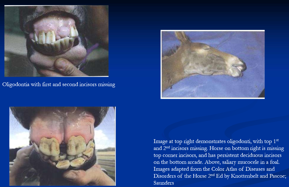 <ul><li><p>Oligodontia, supernumerary teeth, crowding of teeth </p></li><li><p>parrot mouth: maxillary prognathism (or inferior brachygnathism); maxilla protrudes beyond mandible </p><ul><li><p>severe overbite is a </p><ul><li><p>major unsoundness </p></li><li><p>possibly heritable </p></li><li><p>corrective orthodontics sometimes performed </p></li></ul></li></ul></li><li><p>sow mouth; mandibular prognathism (or superior brachygnathism) </p><ul><li><p>lower jaw extends beyond maxilla; “underbite” </p></li></ul></li></ul><p></p>