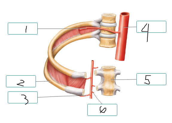 <p>Label the arteries of the thoracic wall and nearby structures.</p><p><span style="font-size: inherit; font-family: inherit"><br></span></p>