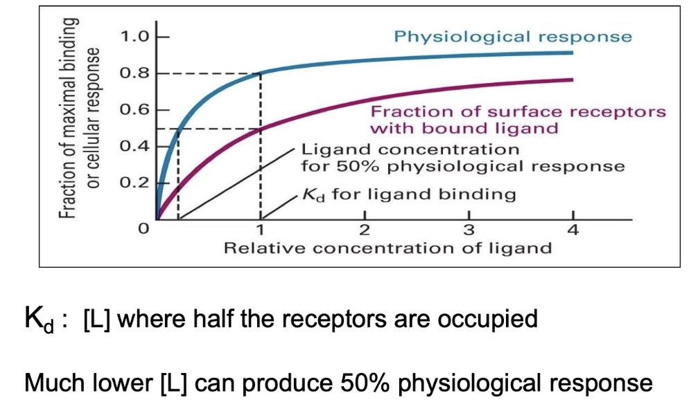 <ul><li><p>Measure <strong>receptor affinity</strong> by plotting ligand concentration vs. fraction of receptors bound</p><ul><li><p><strong>Kd</strong> = ligand concentration at half-maximal binding (rep receptor-signal affinity)</p></li></ul></li><li><p>Measure <strong>physiological response</strong> by plotting ligand concentration vs. fraction of cells responding</p><ul><li><p>Half-maximal response concentration often <strong>lower than Kd</strong></p></li></ul></li><li><p>Indicates <strong>signal amplification</strong> inside the cell</p></li><li><p>Small amounts of signal can trigger a <strong>large cellular response</strong></p></li></ul><p></p>