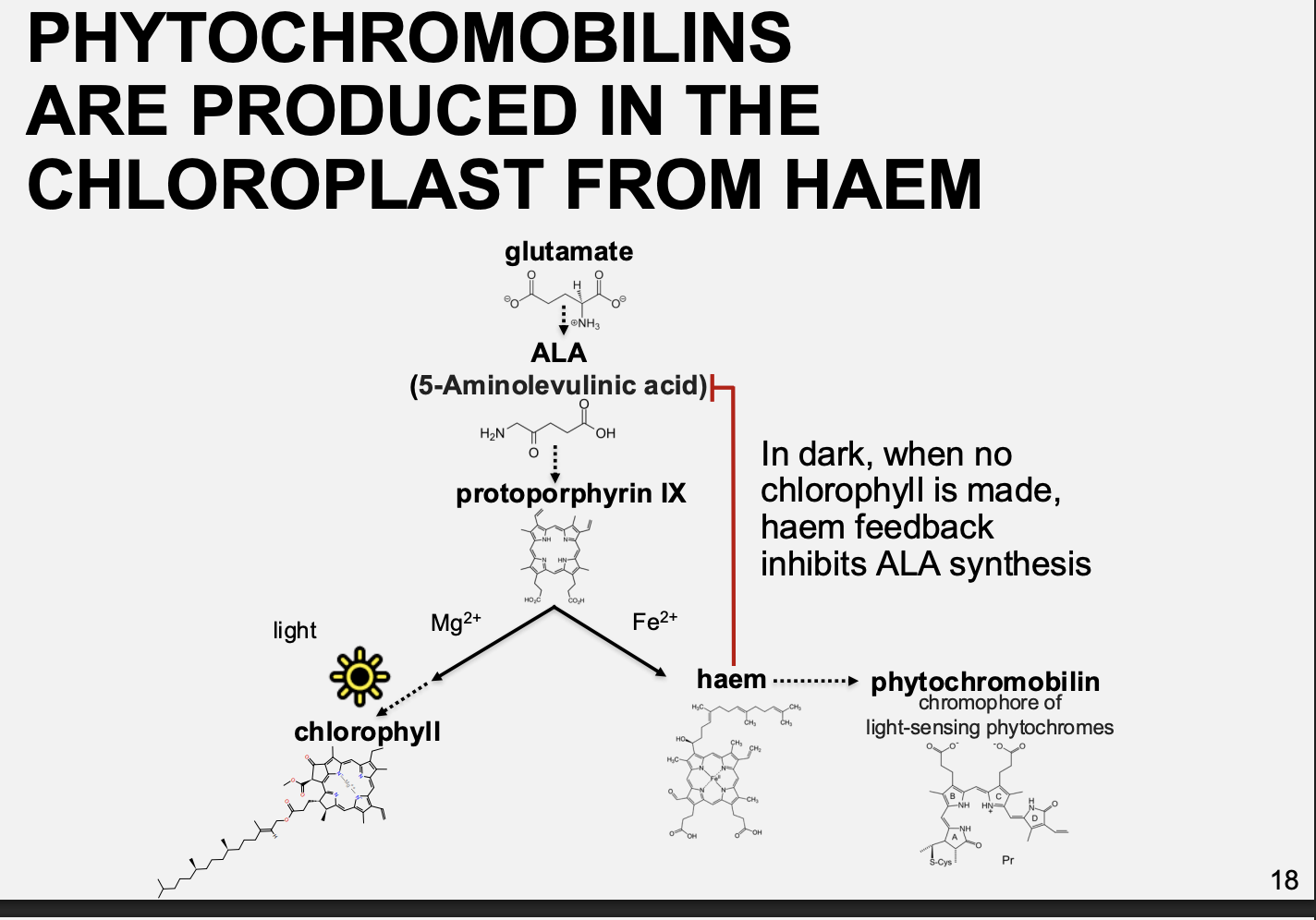 <ul><li><p>Photoreceptors autocatalytically bound to a <strong>bilin</strong> prosthetic group</p></li><li><p>they are made downstream of haem</p><ul><li><p>note: in the dark when there is no chlorophyll made, haem feedback inhibits ALA synthesis</p></li></ul></li></ul><p></p>