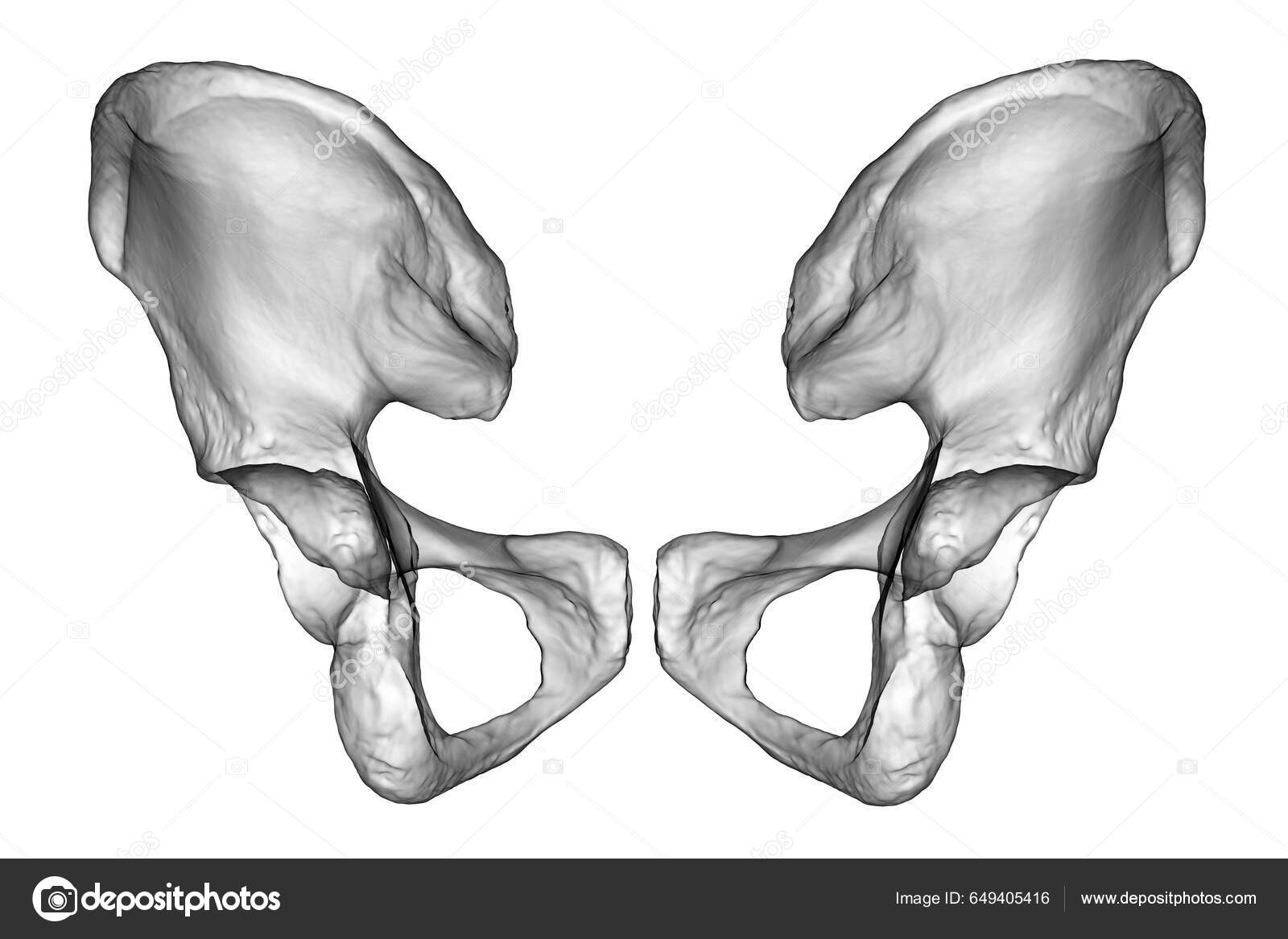 <p>Bone located on the sides of the pelvis, made of ilium, ischium, and pubis; supports body weight, protects organs, and helps with leg movement.</p>